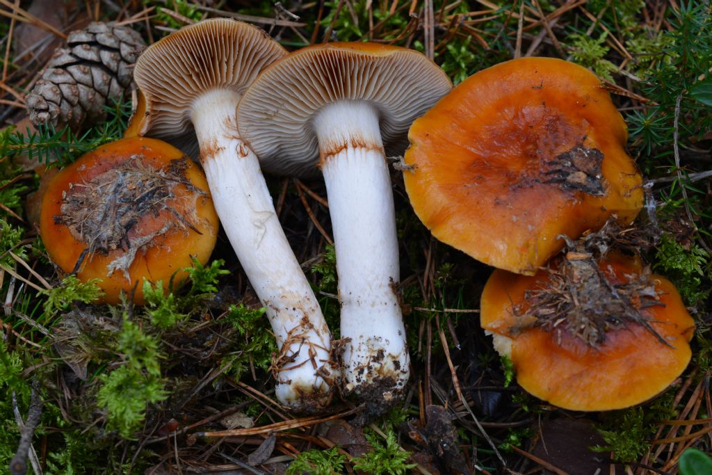 Cortinarius mucosus (Bull.) J. Kickx f.